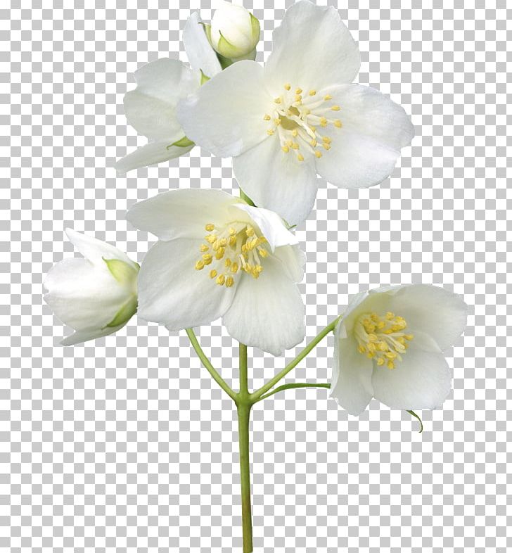 Jasmine Portable Network Graphics Flower Photography PNG, Clipart, Blossom, Cut Flowers, Desktop Wallpaper, Floral Design, Flower Free PNG Download