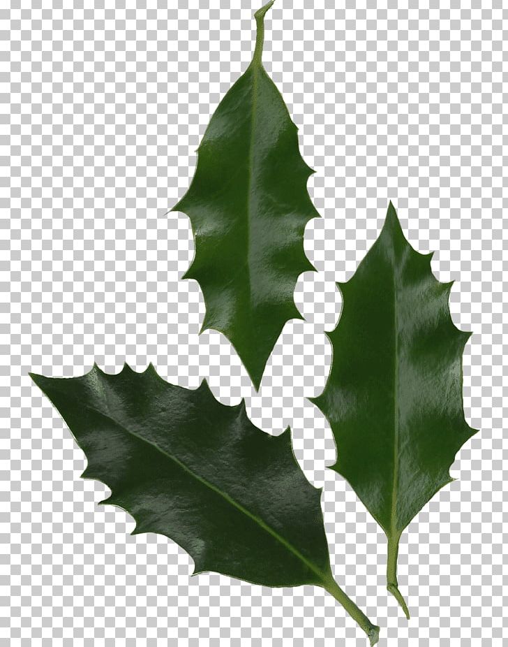 Common Holly Leaf Oregon Grape Japanese Holly Tree PNG, Clipart, Aquifoliaceae, Aquifoliales, Common Holly, Holly, Ilex Free PNG Download