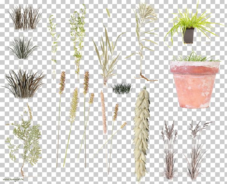 Grasses Herbaceous Plant PNG, Clipart, Arecaceae, Arecales, Burning Grass Jelly, Commodity, Date Palm Free PNG Download