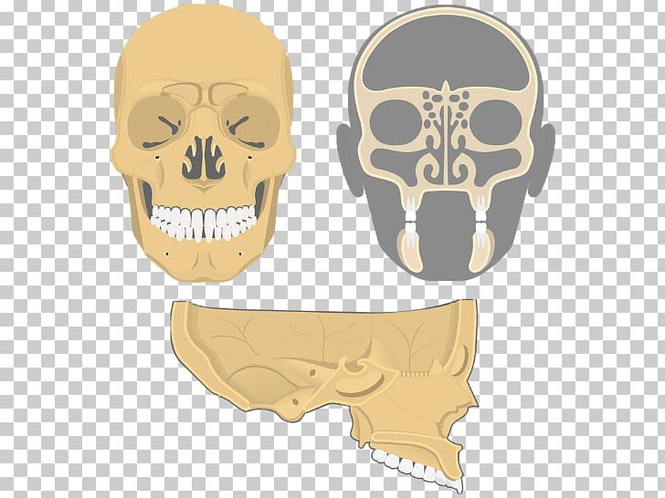 Skull Ethmoid Bone Facial Skeleton Frontal Bone Sinus PNG, Clipart, Anatomy, Bone, Ethmoid Bone, Facial Skeleton, Frontal Bone Free PNG Download