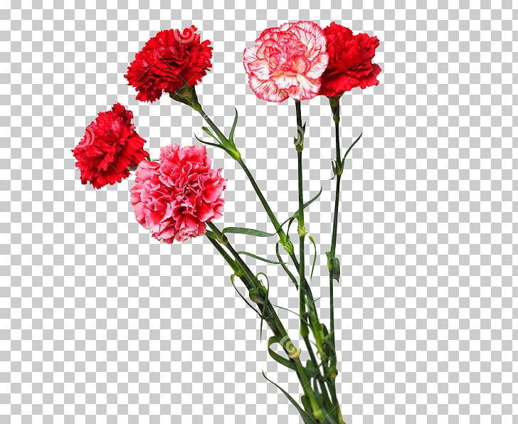 Carnation Cut Flowers Floral Design Flower Bouquet PNG, Clipart, Annual Plant, Bouquet, Carnation, Cut Flowers, Dianthus Free PNG Download