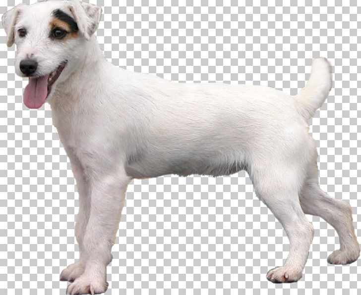 Jack Russell Terrier Parson Russell Terrier Miniature Fox Terrier Puppy West Highland White Terrier PNG, Clipart, Animals, Breed, Canaan Dog, Carnivoran, Companion Dog Free PNG Download