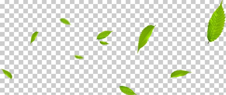 Leaf PNG, Clipart, Angle, Autumn Leaves, Banana Leaves, Blade, Brand Free PNG Download