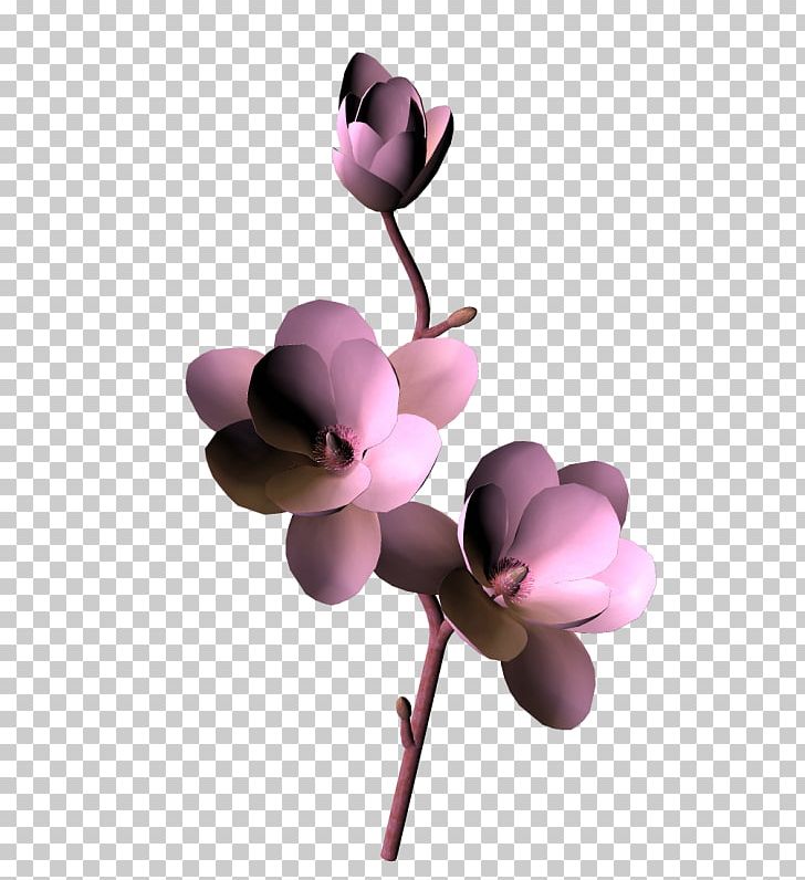 Moth Orchids Cut Flowers Pink M Magnolia Family Petal PNG, Clipart, Blossom, Cut Flowers, Family, Flower, Flowering Plant Free PNG Download