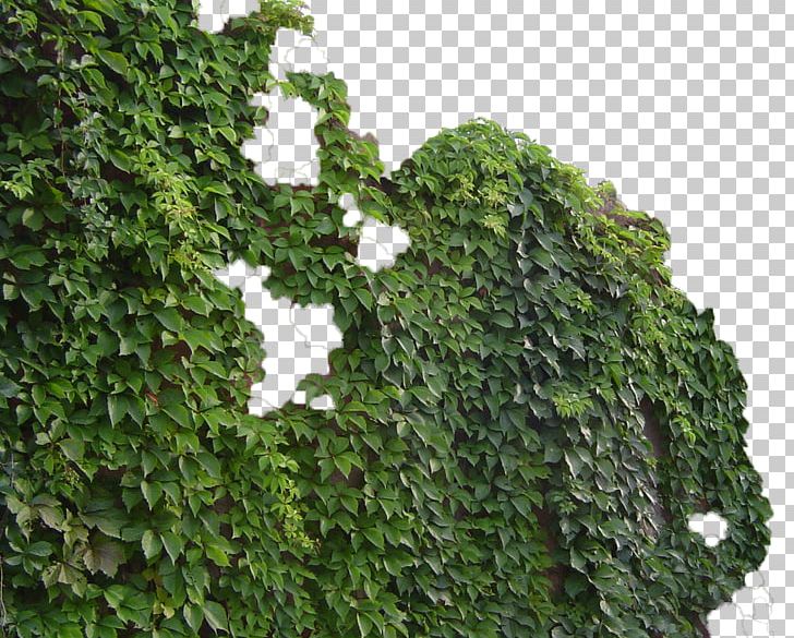 Parthenocissus Tricuspidata Virginia Creeper Common Ivy Vine Green PNG, Clipart, Animals, Background Green, Decoration, Elodea Canadensis, Environmental Free PNG Download