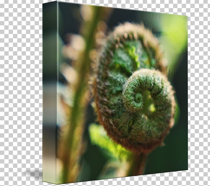 Vascular Plant Fiddlehead Fern Plant Stem Close-up PNG, Clipart, Closeup, Closeup, Fern, Fern Frame, Fiddlehead Fern Free PNG Download