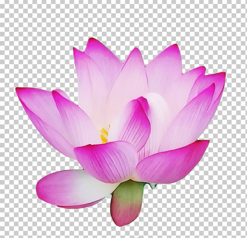 Lotus Flower Summer Flower PNG, Clipart, Blossom, Drawing, Floral Design, Flower, Herbaceous Plant Free PNG Download