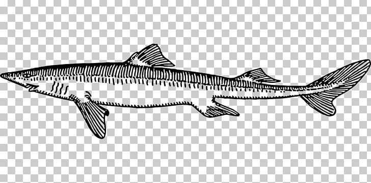 Fish Drawing Salmon Tiger Shark PNG, Clipart, Animals, Black And White, Dogfish, Drawing, Fauna Free PNG Download