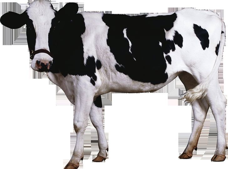 Holstein Friesian Cattle Brown Swiss Cattle Milk Betsy The Cow PNG, Clipart, Animal, Animals, Betsy The Cow, Bovinae, Brown Swiss Cattle Free PNG Download