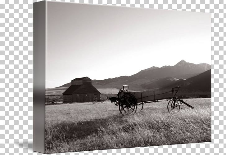 Mustang Ranch Steppe Grassland Freikörperkultur PNG, Clipart, Black And White, Ecoregion, Ecosystem, Ford Mustang, Grassland Free PNG Download