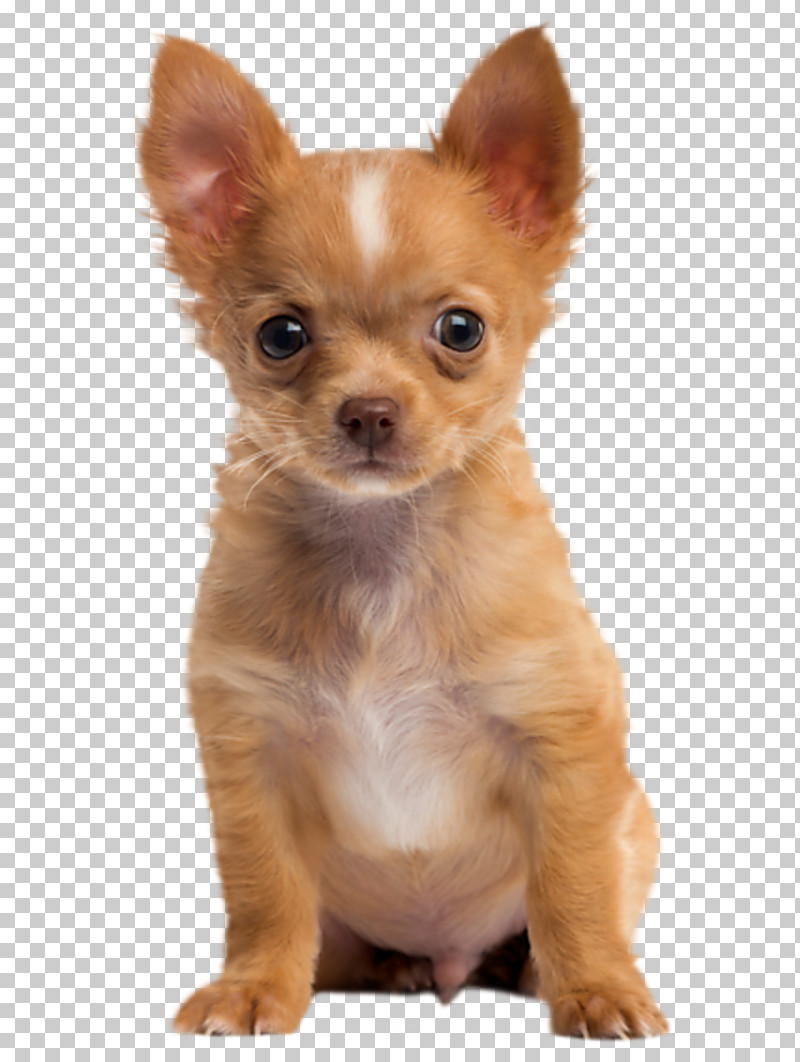 Dog Puppy Chihuahua Skin Nose PNG, Clipart, Chihuahua, Companion Dog, Dog, Ear, English Toy Terrier Free PNG Download