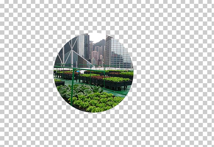 Roof Garden Urban Agriculture Green Roof PNG, Clipart, Agriculture, Apartment, Farm, Garden, Grass Free PNG Download