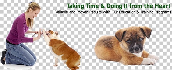 Dog Training Great Dane Puppy Train Your Dog Bulldog PNG, Clipart, 100 Guaranteed, Carnivoran, Collar, Companion Dog, Dog Free PNG Download