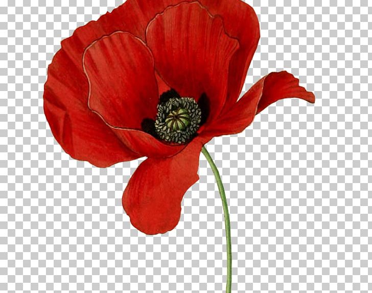 Opium Poppy Flower PNG, Clipart, Anemone, Annual Plant, Botanical Illustration, Botany, California Poppy Free PNG Download
