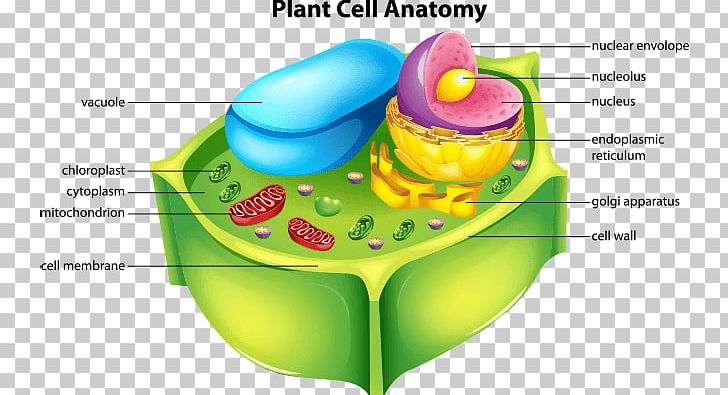 Plant Cell Cèl·lula Animal PNG, Clipart, Anatomy, Animal, Biology, Cell, Cell Nucleus Free PNG Download