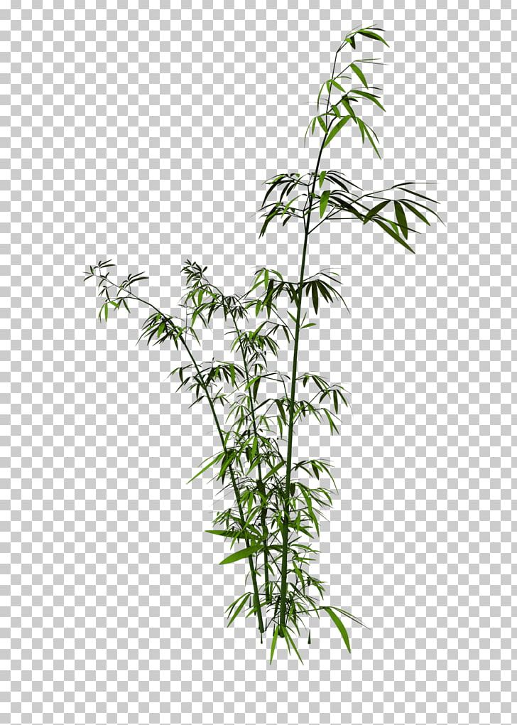 Bamboo PNG, Clipart, Autumn Tree, Bamboo, Bambusa Oldhamii, Branch, Channel Free PNG Download