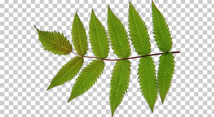 Look At Leaves Desktop PNG, Clipart, Autocad Dxf, Autumn Leaf Color, Download, Hemp, Herbalism Free PNG Download