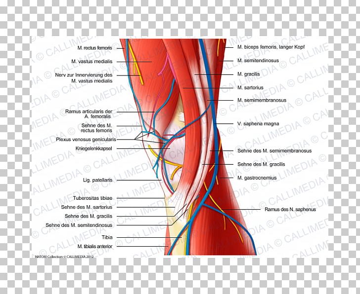 Nerve Muscle Medial Knee Injuries Human Anatomy PNG, Clipart, Anatomy, Angle, Blood Vessel, Diagram, Graphic Design Free PNG Download