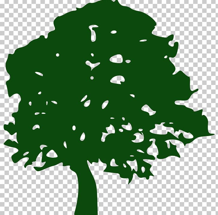 Tree White Oak PNG, Clipart, Branch, Coast Redwood, Drawing, Flowering Plant, Giant Sequoia Free PNG Download