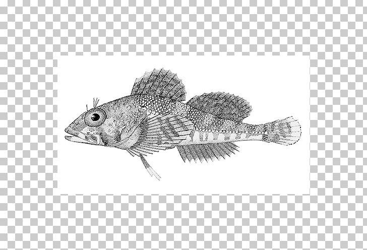 Cottidae Mail-cheeked Fishes Artedius Sternoptyx Ruscarius PNG, Clipart, Actinopterygii, Black And White, Fauna, Fish, Hopkins Free PNG Download