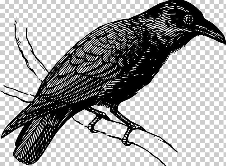 Bird American Crow Drawing Common Raven PNG, Clipart, American Crow, Animal, Animals, Art, Beak Free PNG Download