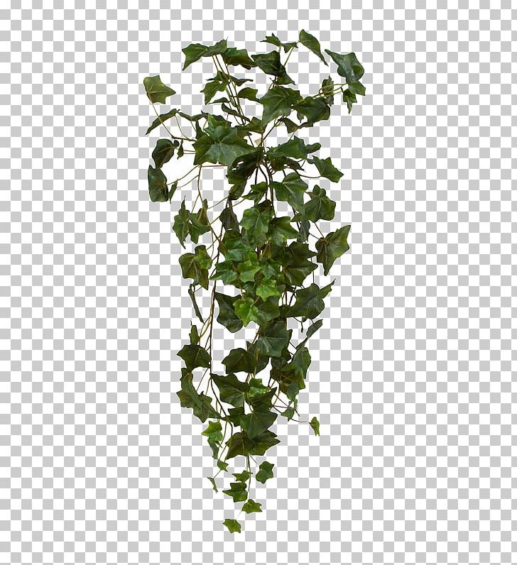 Common Ivy Plant Hanging Basket Vine PNG, Clipart, Bush, Common Ivy, Hanging Basket, Plant, Vine Free PNG Download