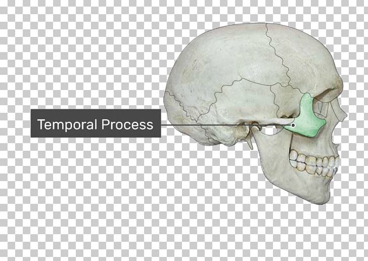 Condyloid Process Coronoid Process Of The Mandible Zygomatic Process Of Temporal Bone PNG, Clipart, Alveolar Process, Bone, Condyloid Process, Coronoid Process Of The Ulna, Fantasy Free PNG Download