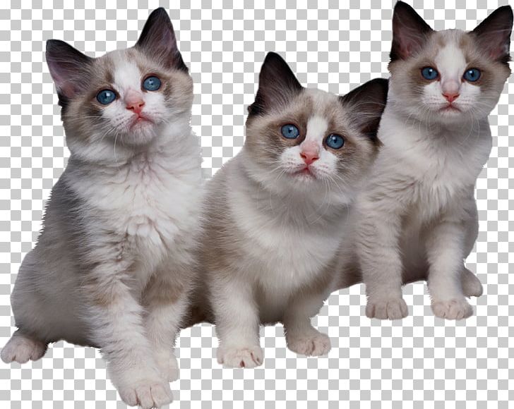 Kitten Ragdoll Tri Kotenka PNG, Clipart, Aegean Cat, American Wirehair, Animals, Asian, Black Cat Free PNG Download
