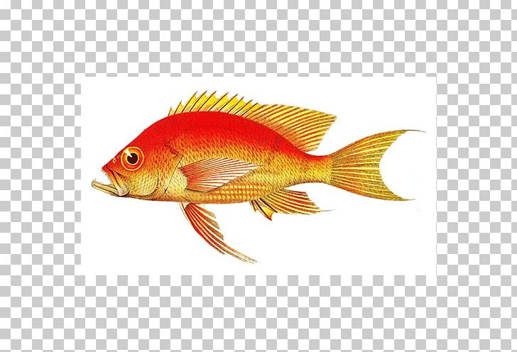 Northern Red Snapper Goldfish Feeder Fish Marine Biology Perch PNG, Clipart, Biology, Bony Fish, Fauna, Feeder Fish, Fin Free PNG Download