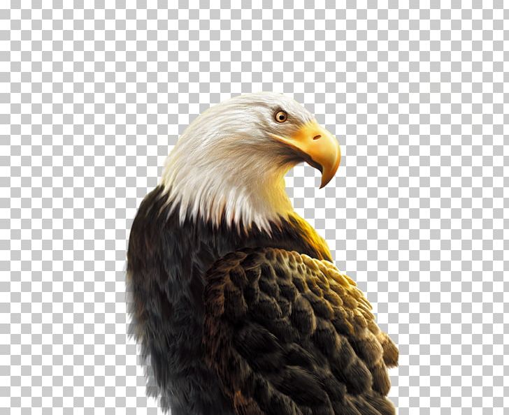 Android Eagle Hawk Computer File PNG, Clipart, Android Application Package, Animal, Animals, Application Software, Bald Eagle Free PNG Download
