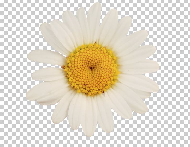 German Chamomile Oxeye Daisy Flower PNG, Clipart, Argyranthemum Frutescens, Camomile, Chamomile, Chrysanths, Daisy Free PNG Download
