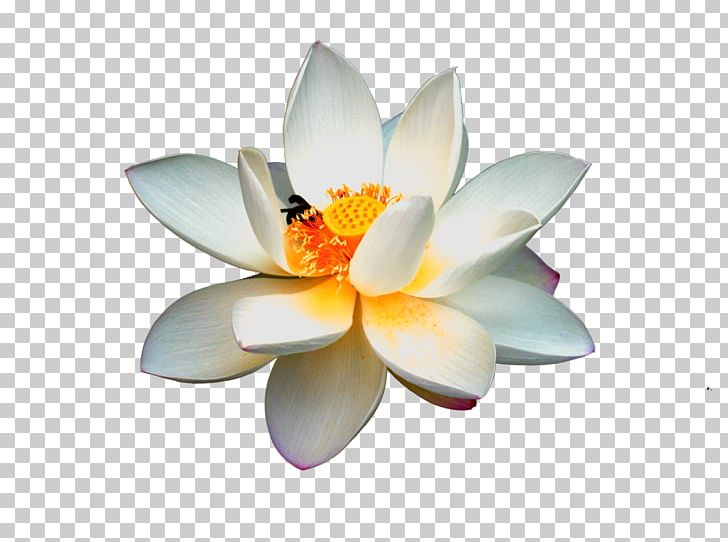 Nelumbo Nucifera Logo PNG, Clipart, Aquatic Plant, Background White, Bailian, Black White, Color Free PNG Download