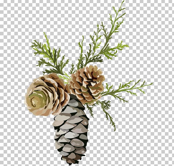 Pine Conifer Cone Chemical Element Fir PNG, Clipart, Branch, Chemical Element, Christmas Ornament, Cone, Conifer Free PNG Download