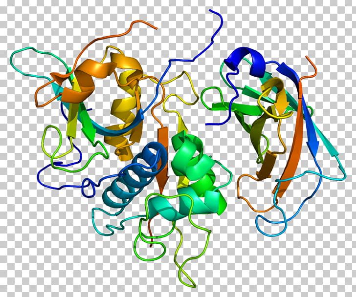 Cathepsin C Cathepsin G Protease Cathepsin B PNG, Clipart, 1 K, 3 B, Area, Artwork, Cathepsin Free PNG Download