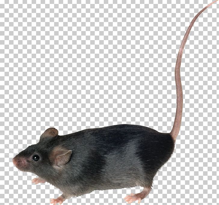 Mouse Brown Rat Rodent PNG, Clipart, Animals, Brown Rat, Dormouse, Fauna, Free Free PNG Download