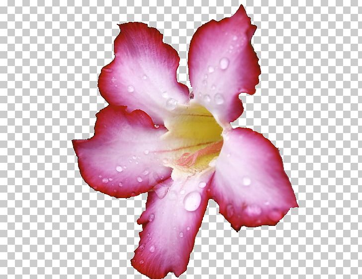 Azalea Iris Family Rose Family Pink M PNG, Clipart, Azalea, Cattleya, Cattleya Orchids, Family, Flower Free PNG Download