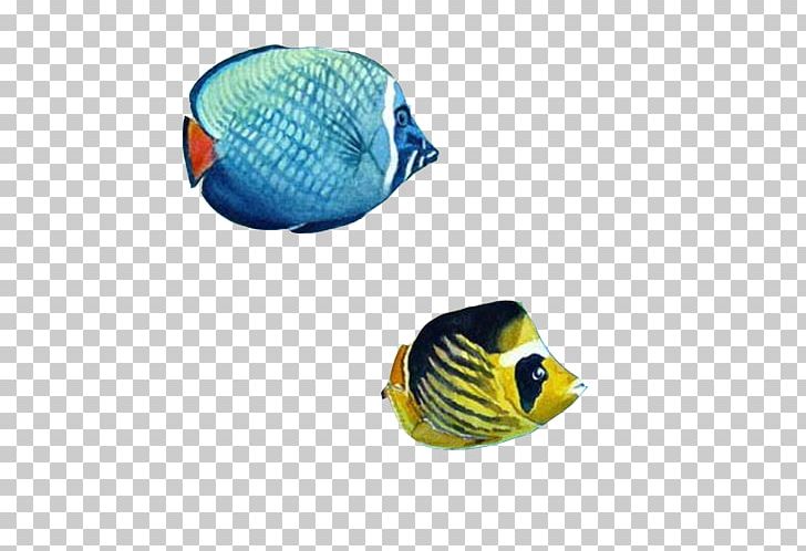 Ornamental Fish PNG, Clipart, Animals, Biology, Christmas Ornaments, Color, Color Fish Free PNG Download
