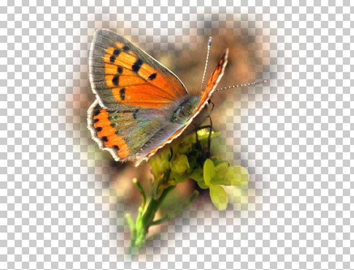 Clouded Yellows Brush-footed Butterflies Gossamer-winged Butterflies Pieridae Butterfly PNG, Clipart, Arthropod, Brush Footed Butterfly, Butterfly, Colias, Insect Free PNG Download