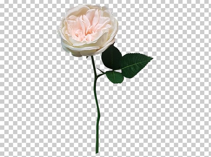 Garden Roses Centifolia Roses Cut Flowers Rosaceae PNG, Clipart, Artificial Flower, Centifolia Roses, Cut Flowers, Family, Flower Free PNG Download