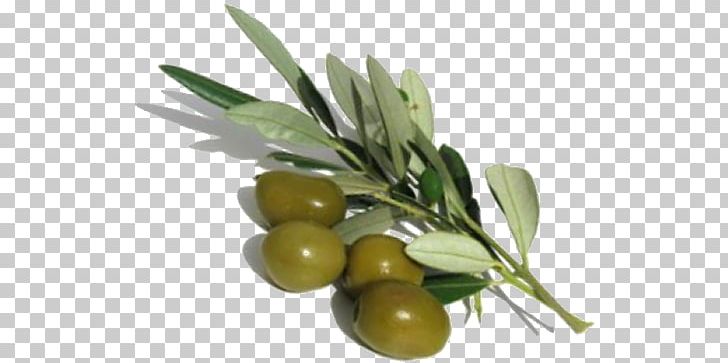 Olive Oil Laboratory Ingredient PNG, Clipart, Blood Orange, Bottle, Chemistry, Concime, Food Free PNG Download