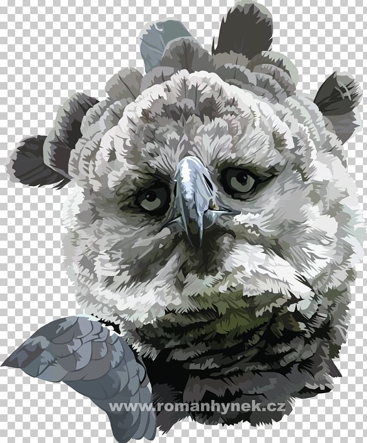 Owl Beak Snout PNG, Clipart, Animals, Beak, Bird, Bird Of Prey, Harpy Free PNG Download