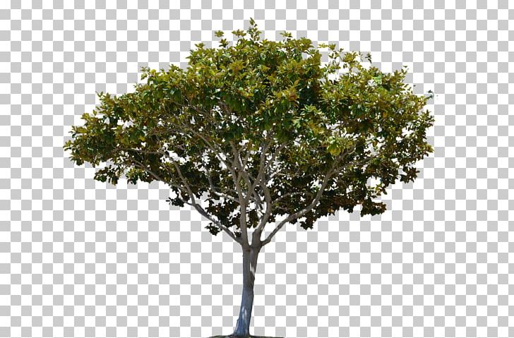 Tree Stock Footage Alpha Compositing High-definition Video Stock Photography PNG, Clipart, Alpha Compositing, Architectural Rendering, Branch, Footage, Fruit Nut Free PNG Download