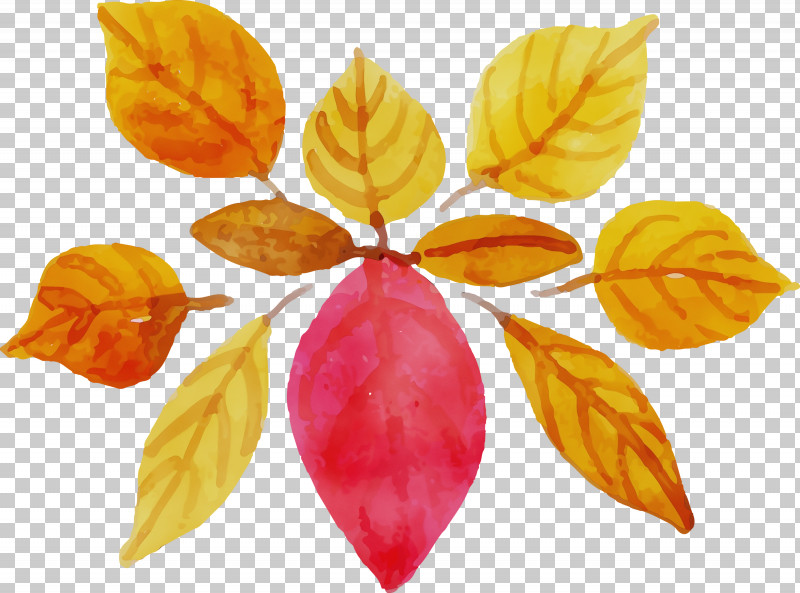 Petal PNG, Clipart, Paint, Petal, Watercolor, Watercolor Autumn, Watercolor Autumn Leaf Free PNG Download
