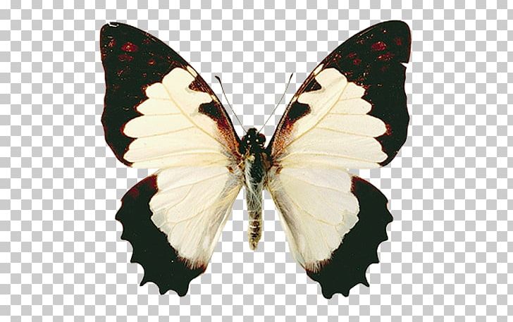Butterfly Gossamer-winged Butterflies Moth Pieridae PNG, Clipart, Animaatio, Animal, Arthropod, Blog, Brush Footed Butterfly Free PNG Download