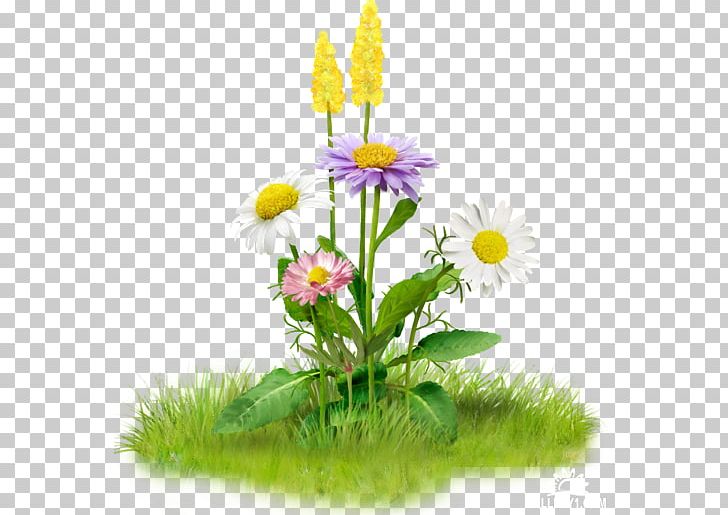Desktop PNG, Clipart, Aster, Daisy, Daisy Family, Dandelion, Display Resolution Free PNG Download