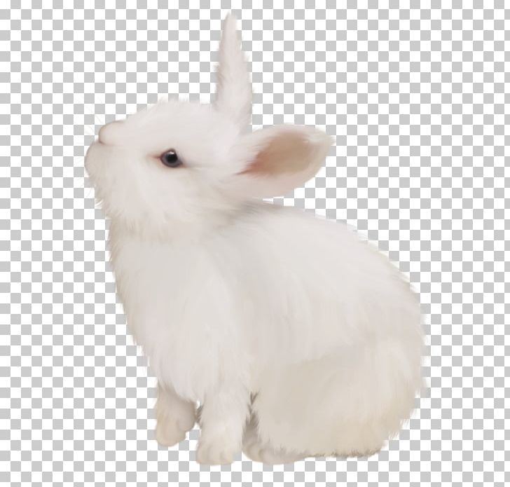 Domestic Rabbit White Rabbit Hare PNG, Clipart, Bunny, Cute Bunny, Domestic Rabbit, Easter Bunny, Fur Free PNG Download