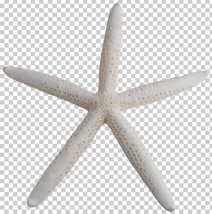 Starfish PNG, Clipart, Art, Design, Echinoderm, Invertebrate, Life Free PNG Download