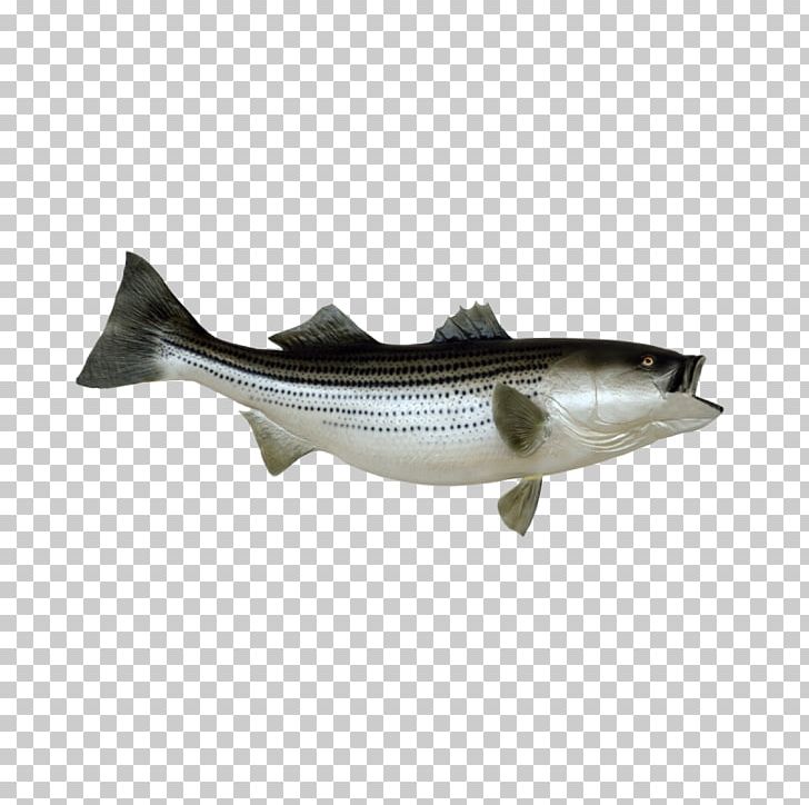 Striped Bass Fishing Stock Photography PNG, Clipart, Bass, Bass Fishing, Bony Fish, Cod, Fin Free PNG Download