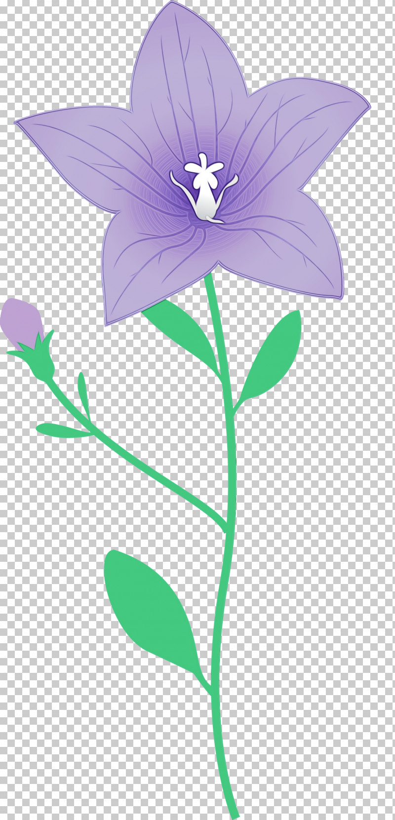 Lavender PNG, Clipart, Balloon Flower, Biology, Flora, Flower, Herbaceous Plant Free PNG Download