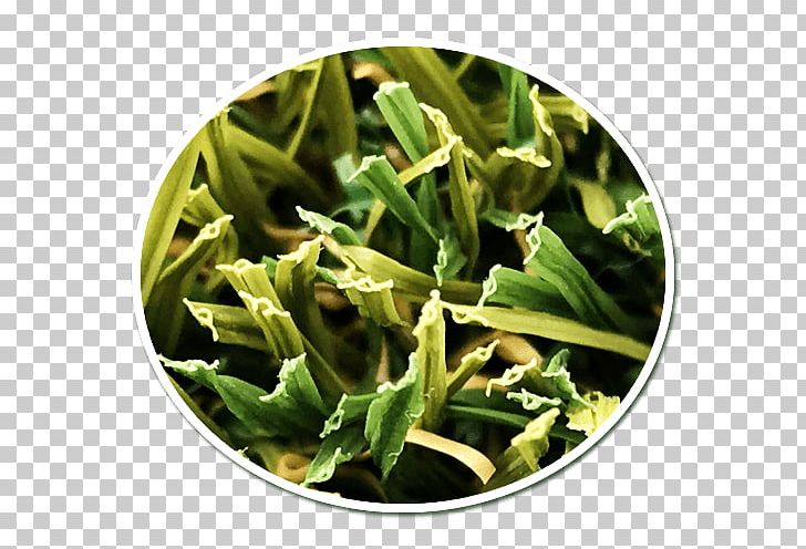 Artificial Turf Spinach Lawn Vegetarian Cuisine Herb PNG, Clipart, Artificial Turf, Dish, Food, Herb, Industry Free PNG Download